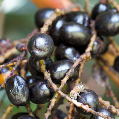 Saw Palmetto