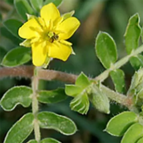 Tribulus Terrestris